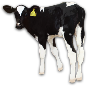 A healthy dairy calf