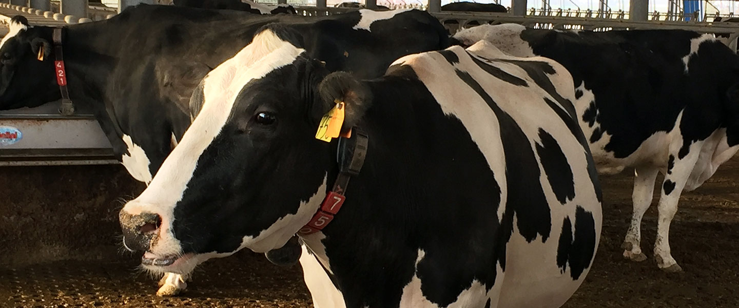 High energy liquid feed blend for close-up dry cows & fresh calvers