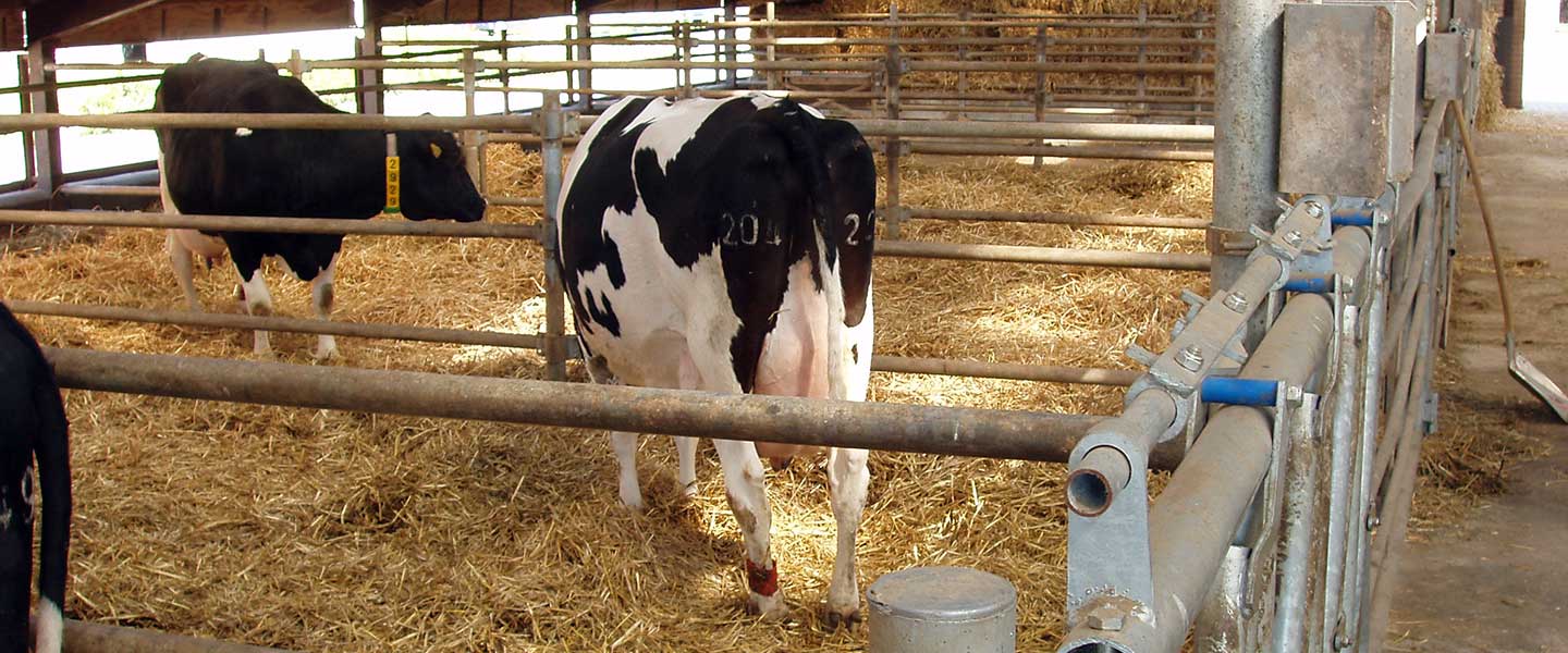 Rapid recovery post-calving