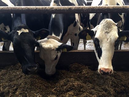 Dairy cows feeding on TMR