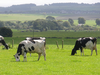 Dairy cows feeding on grass