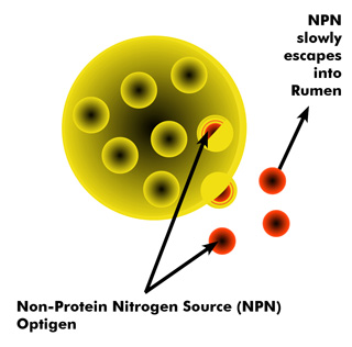 Non-Protein Nitrogen Source (NPN) - Optigen