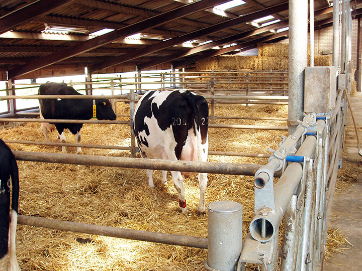 dry cows groupings