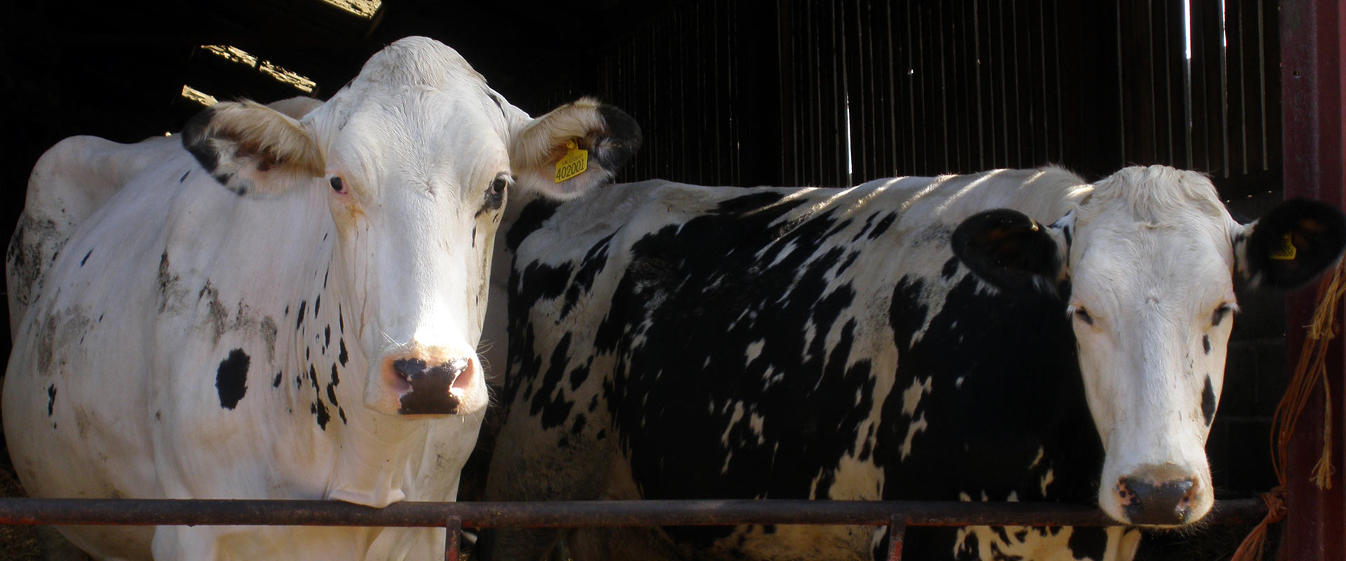 Increased health for close up cows & fresh calvers