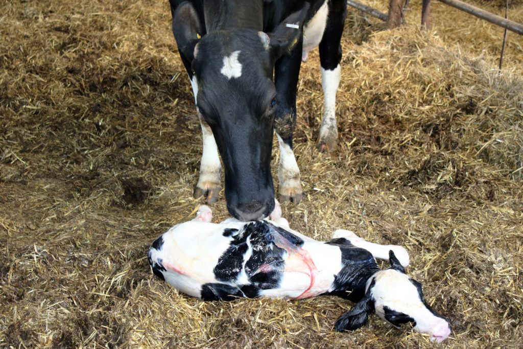 Newborn dairy calf with mother