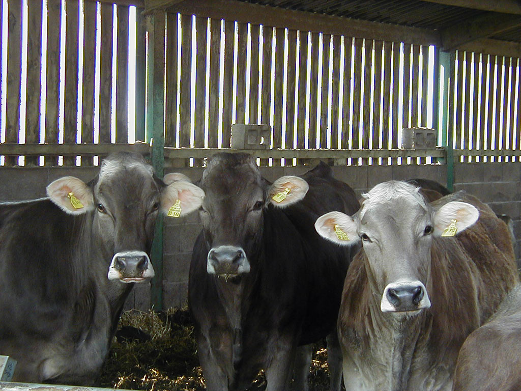 Young stock cattle