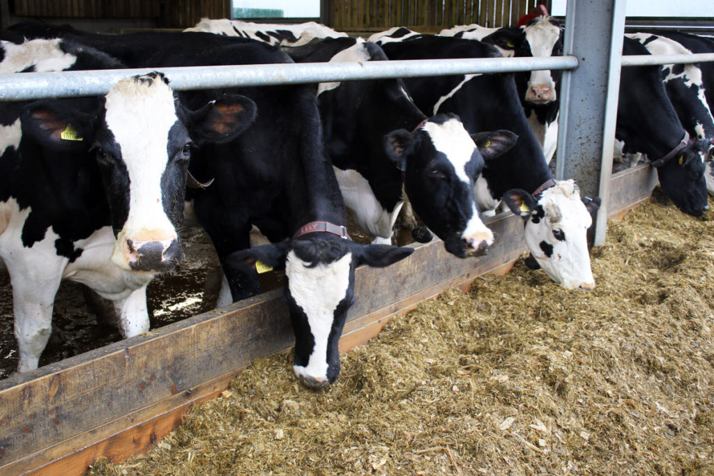 Dairy cows feeding on TMR