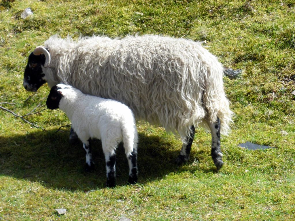 Sheep, ewe with lamb