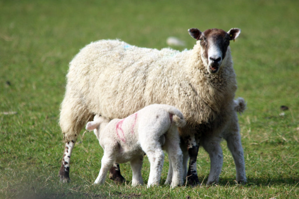 Sheep, ewe with lambs