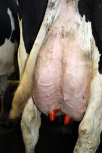Dairy cow udder