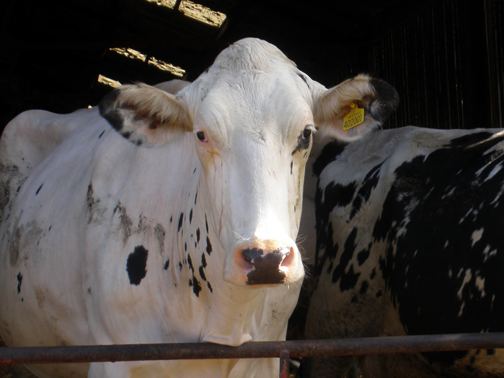 Pensive cow