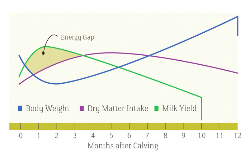 Megalac bridging the energy gap