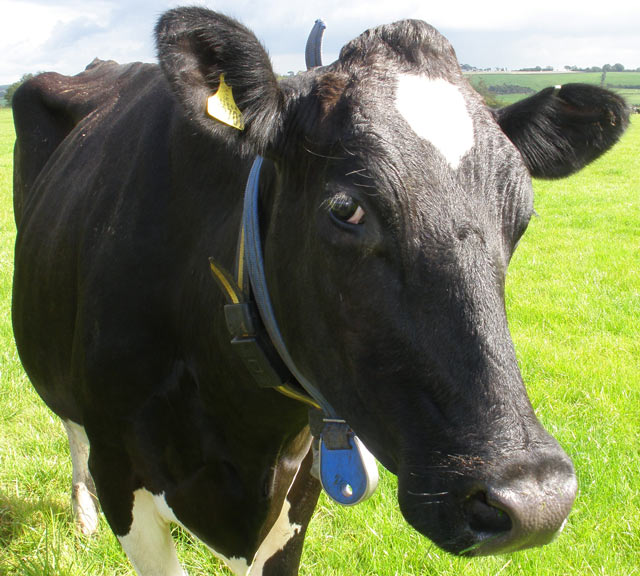 Dairy cow looking into lens