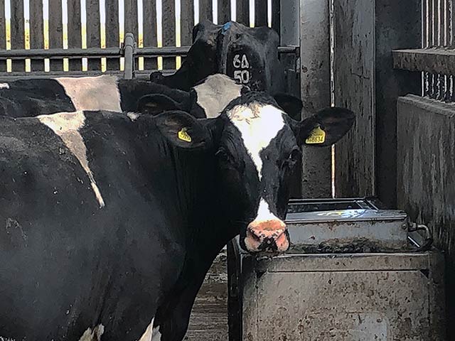 Dairy cow drinking at a water trough