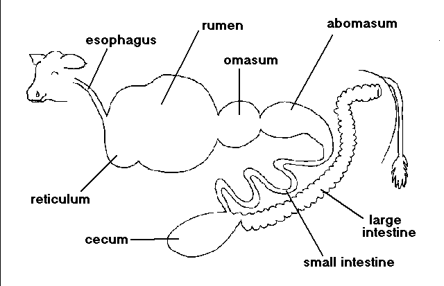 Ruminant digestive tract