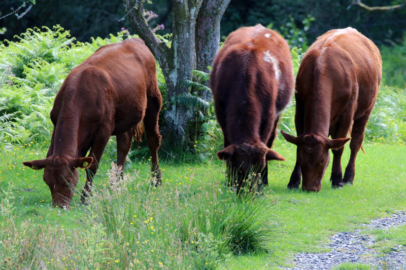 Cattle feeding on grass