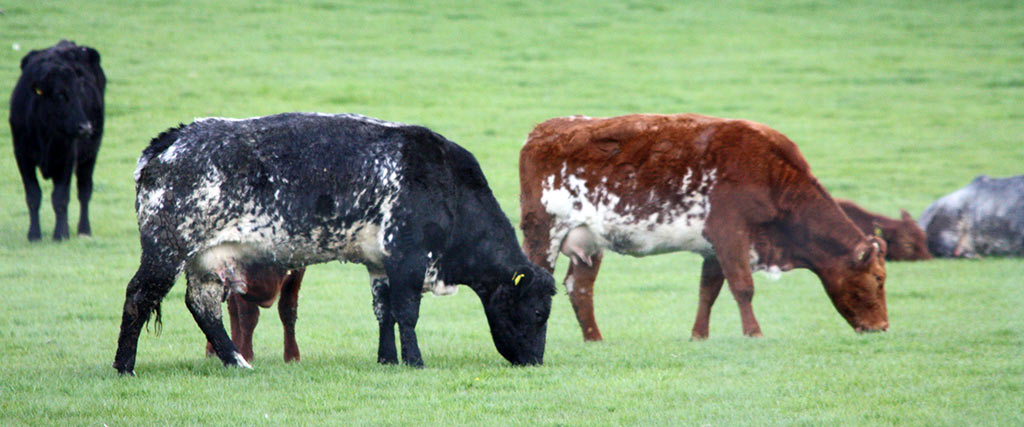 Cattle feeding on grass