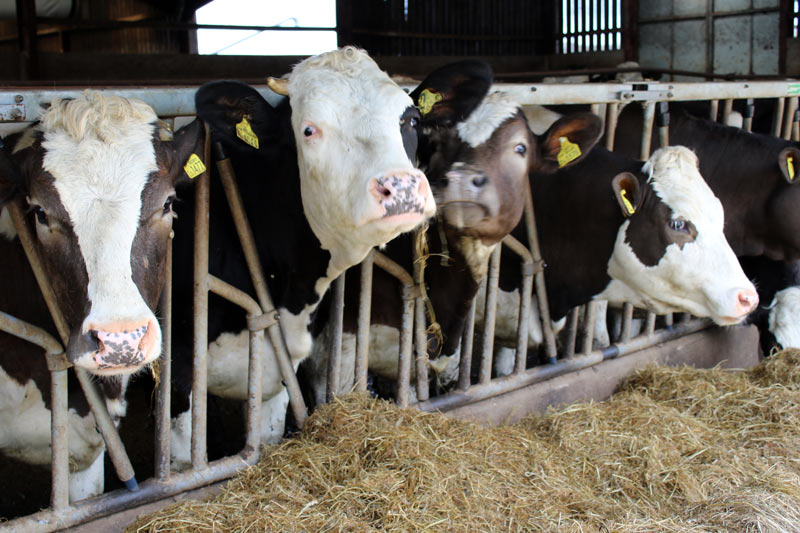 Cattle feeding from trough