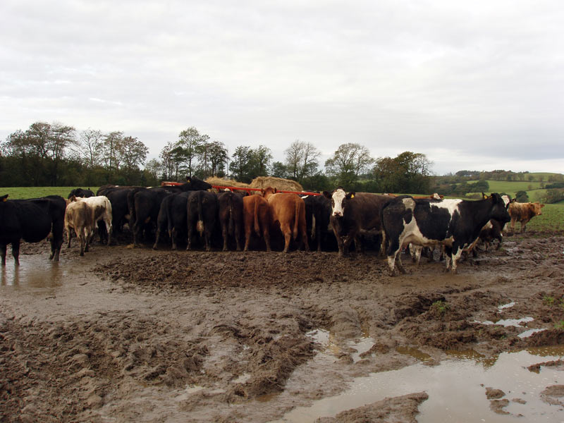 Cattle stood in muddy field