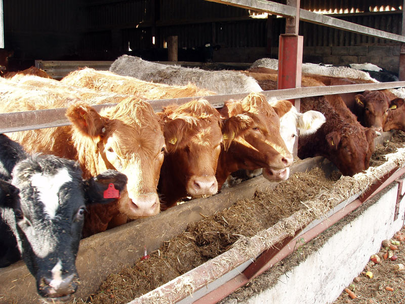 Cattle feeding from trough
