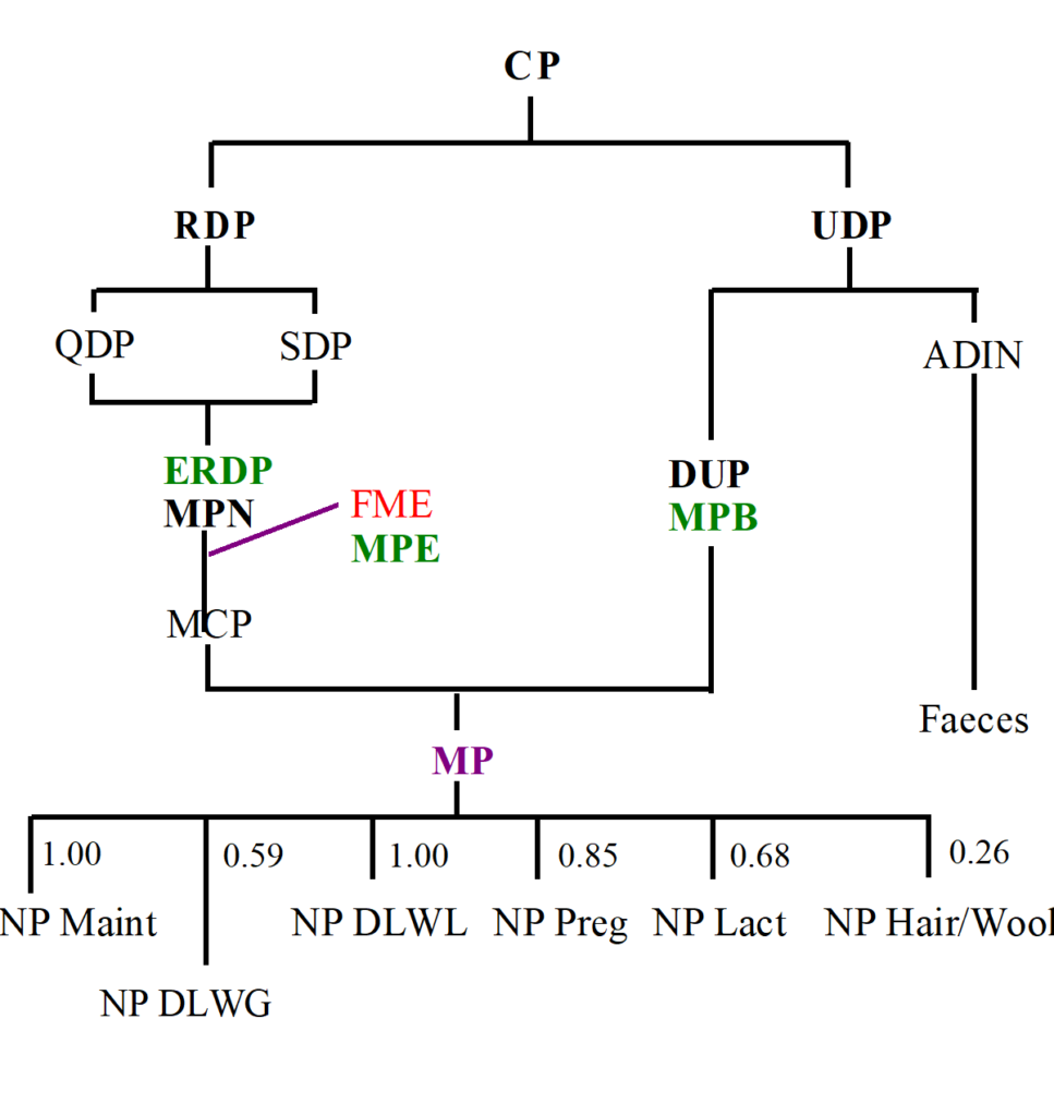 Figure 3 - The metabolic pathways of protein utilisation