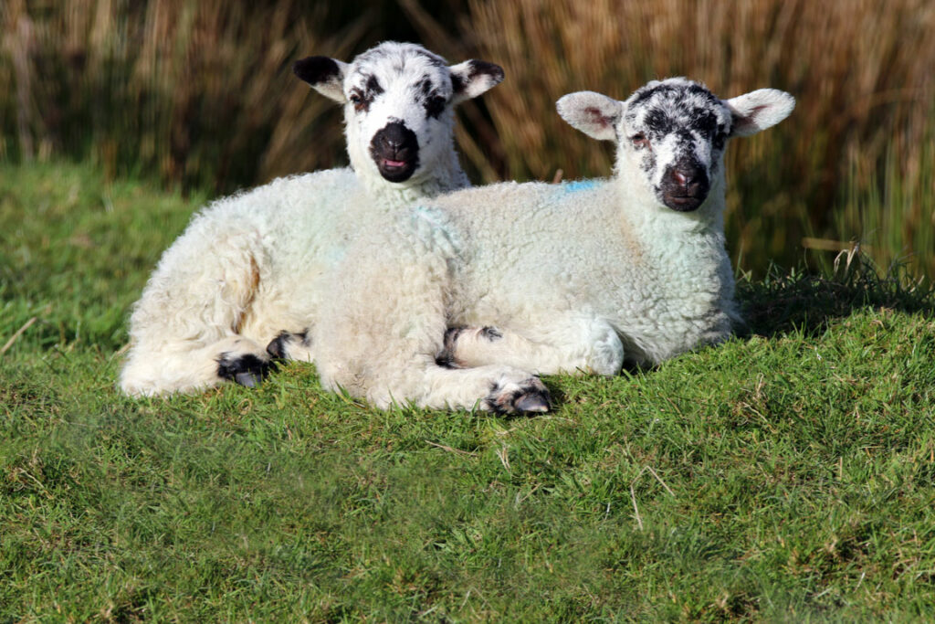 Spring lambs