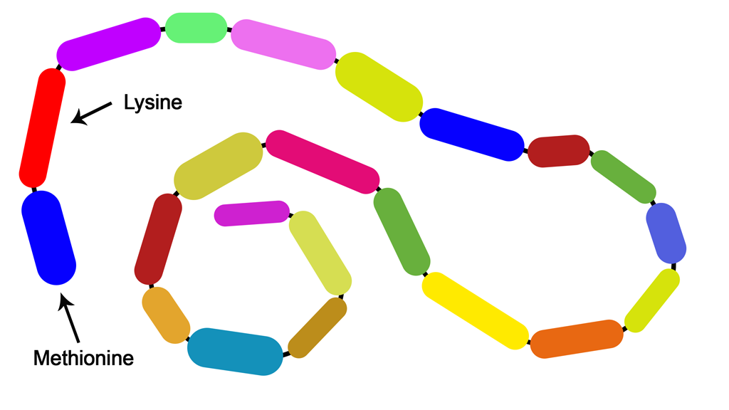 Alternative long protein chain showing methionine and lysine