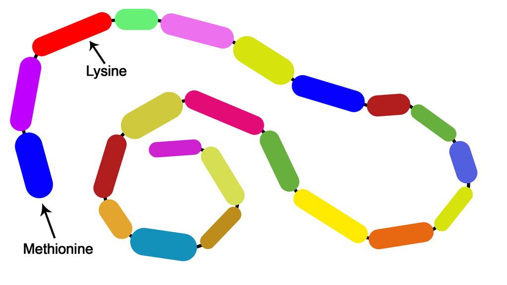 Long protein chain showing methionine and lysine