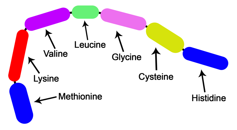 Medium-chain peptide