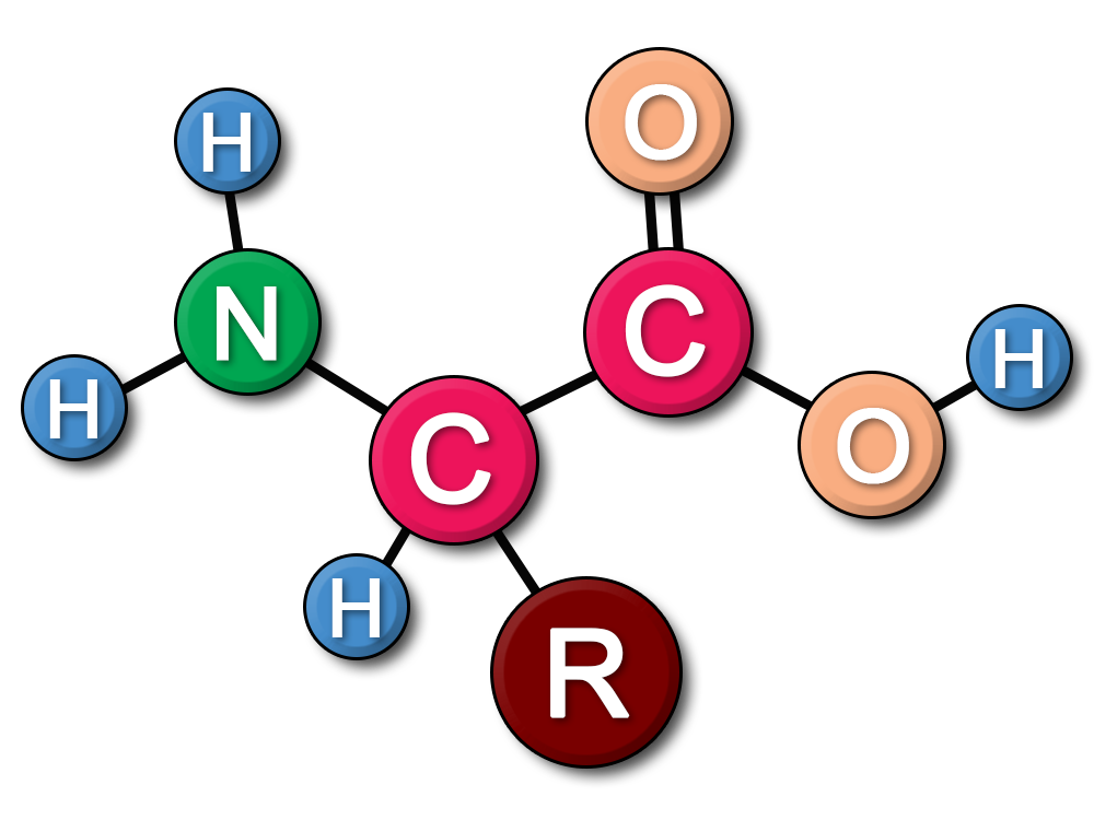 Amino Acid Molecule