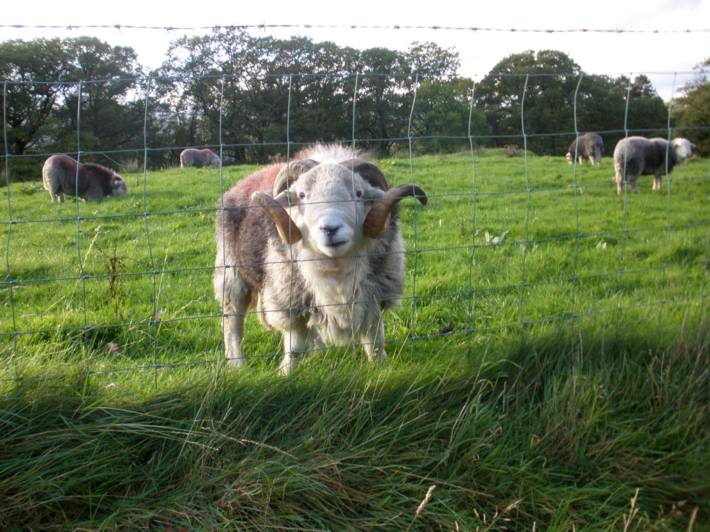 Herdwick ram