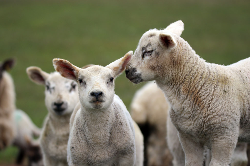 Cross-bred lambs