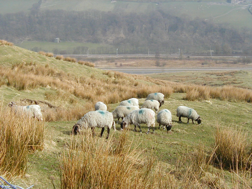 Flock of Swaledale sheep on winter pasture