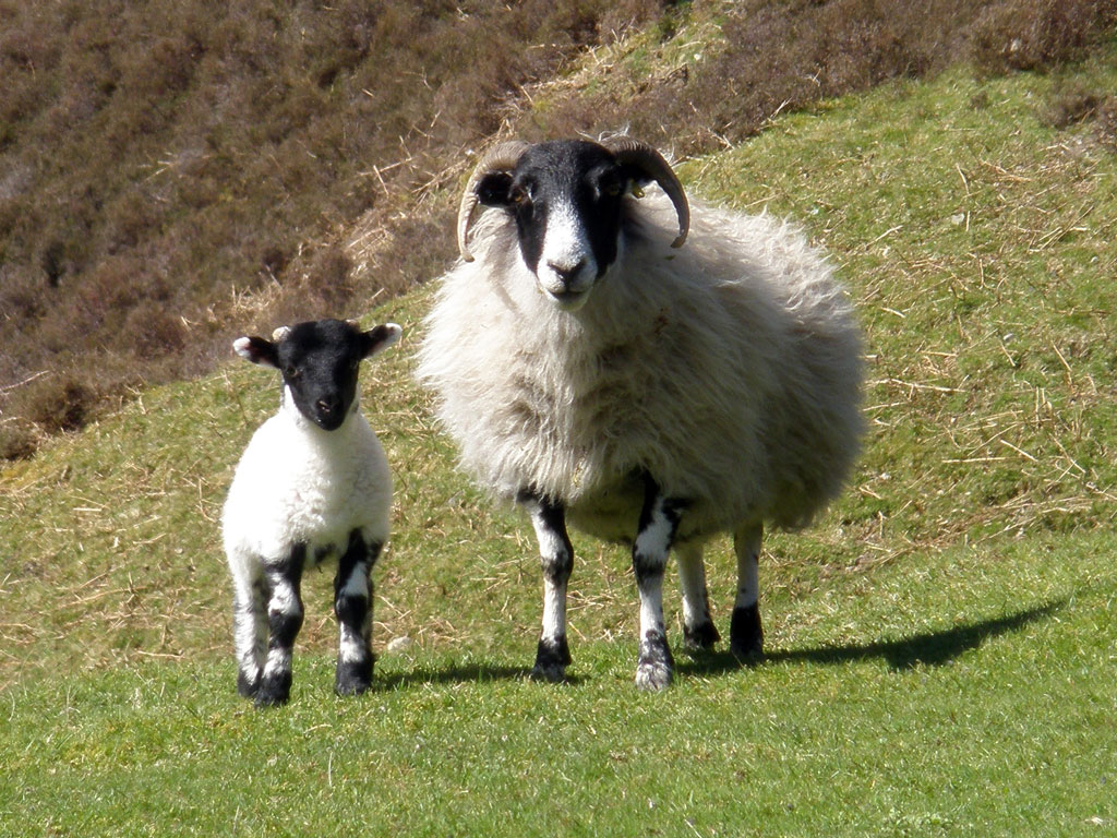 Swaledale Ewe with lamb