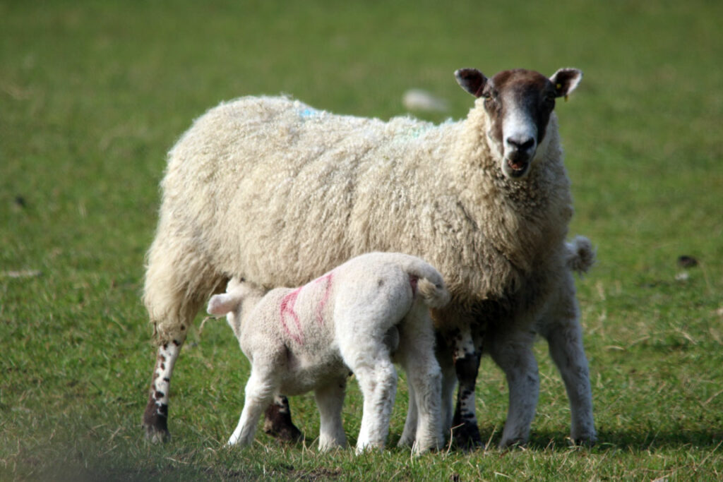 Ewe with suckling lambs