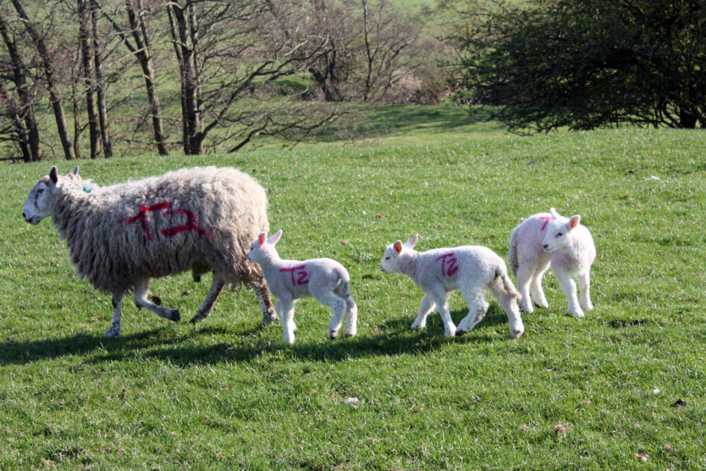 Ewe and lambs