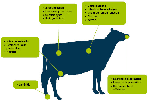 Mycotoxin Cow Diagram